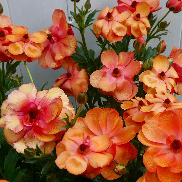 楽天市場】ラナンキュラス ラックス ハリオス 4号ポット 苗 耐寒性