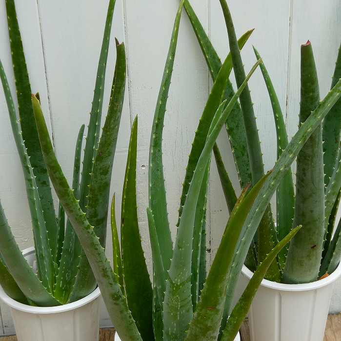 楽天市場】アロエ ベラ 苗 4号鉢 1鉢 鉢植え 全高60cm 多肉植物 観葉