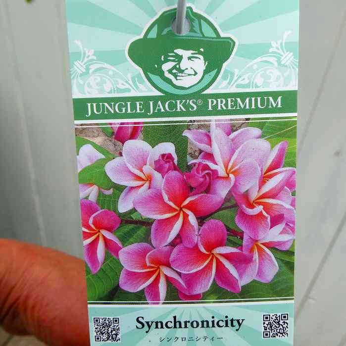 プルメリア4種類（シンクロニシティ・レモンアイス・ボレロ・サンバリーナ） 楽天市場】プレミアム プルメリア レモンアイス Lemon Ice 4号鉢（直径