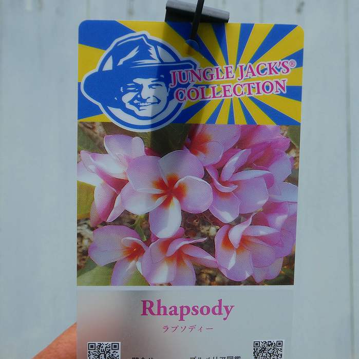 楽天市場】プルメリア 5号苗 スーパーラウンド : 千草園芸