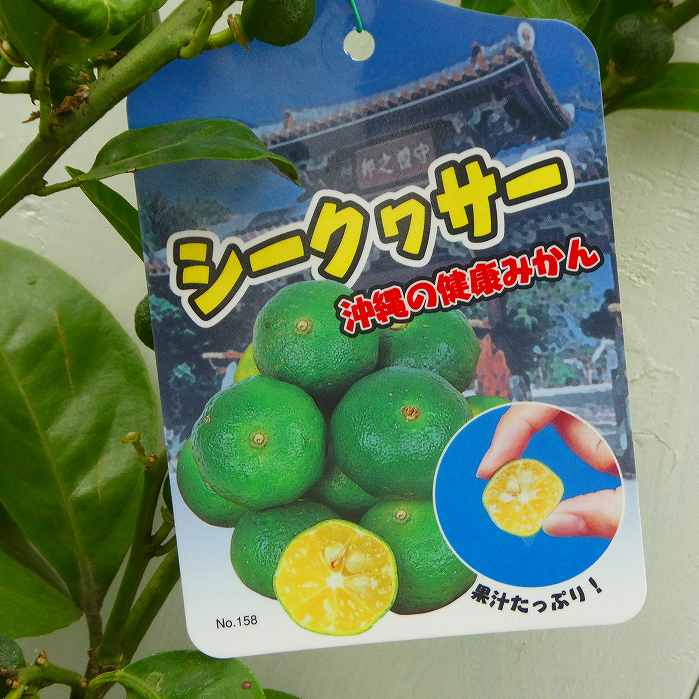 楽天市場】レモン 苗木 ビアフランカ レモン （トゲなしレモン）：果樹