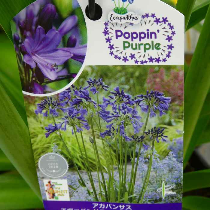 楽天市場】アガパンサス ブラックパンサー 6号苗（e12） : 千草園芸