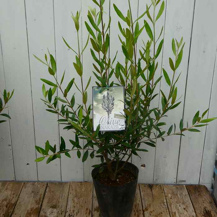 楽天市場】現品販売 常緑苗木 実付き オリーブ ペンドリノ 7号 高さ
