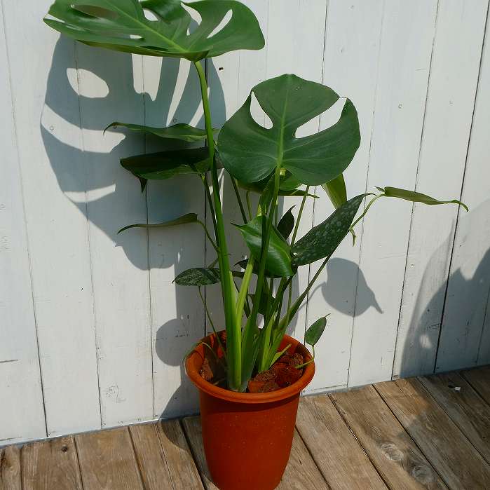 楽天市場】モンステラ ジェイド シャトルコック 鉢は6号サイズ高さ40 楽天市場】モンステラ ジェイド シャトルコック 鉢は6号サイズ高さ40