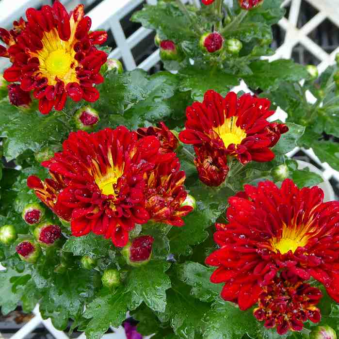 楽天市場】コスモス 苗 小株 3.5号 ピンク 赤 白 秋桜 花壇苗