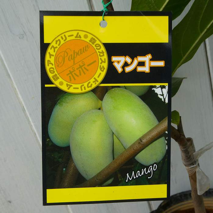 ポポー、サスケハンナとシェナンドー2品種各1本セット 楽天市場】ポポー 苗木 【ポポー2品種 受粉相性OKセット