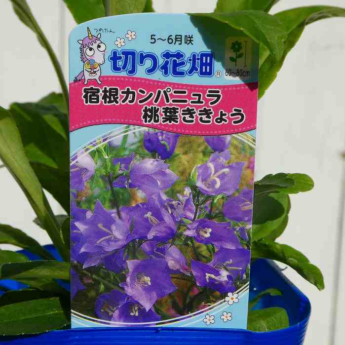 桔梗様*.+゜ 楽天市場】キキョウ 江戸の桔梗 花壇地錦抄 紫二重 3号ポット苗 これが