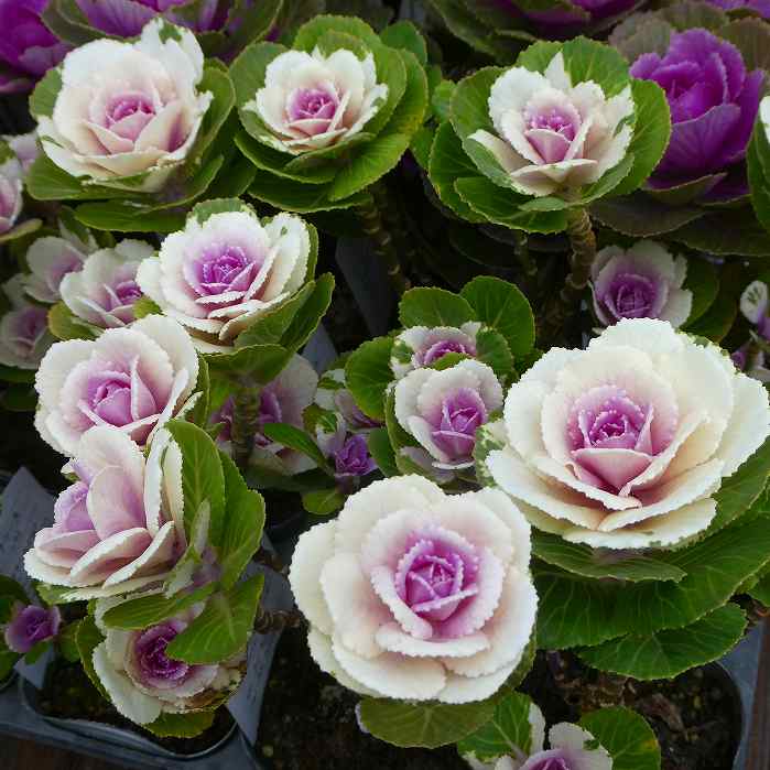 楽天市場】踊りハボタン 丸葉ホワイト 3本踊り仕立て 3.5号ポット苗