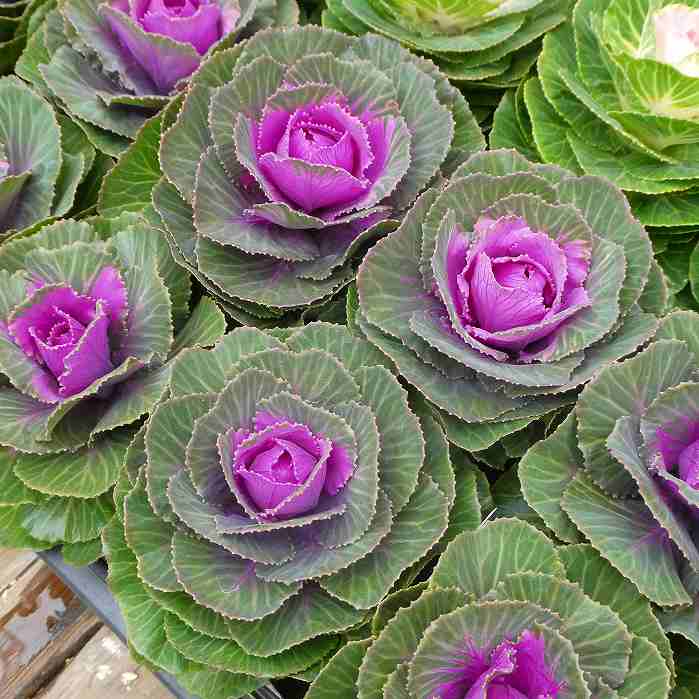 楽天市場】ミニ葉牡丹 ジュエリーツイン 赤白寄せ植え 3号ポット