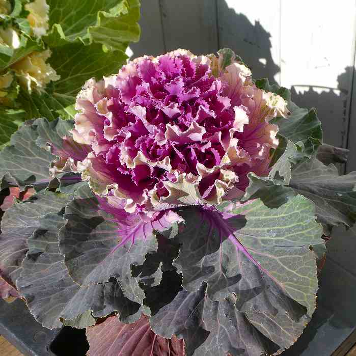 楽天市場】葉牡丹 ハボタン・千姫苗2株セット♪優しいピンク系の葉色が