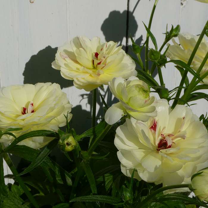 ラナンキュラスラックス苗、 ラナンキュラス ラックス 苗 セット - メルカリ