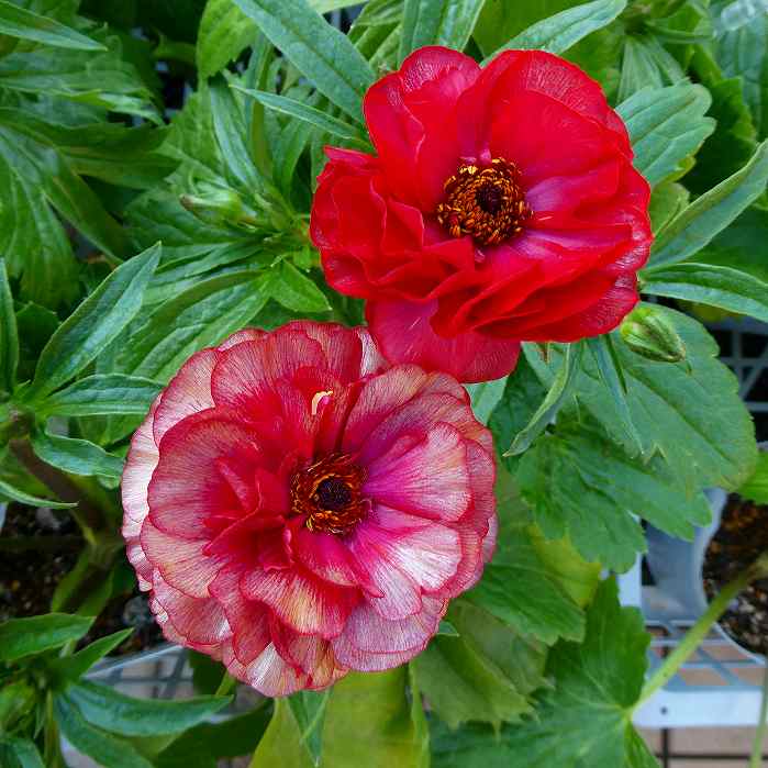 楽天市場】花苗 ラナンキュラス ラックス ロティス 4号ポット 苗 耐寒