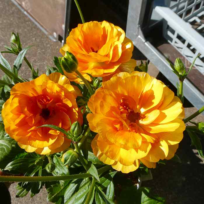 楽天市場】花苗 ラナンキュラス ラックス エウロペ 4号ポット 苗 耐寒