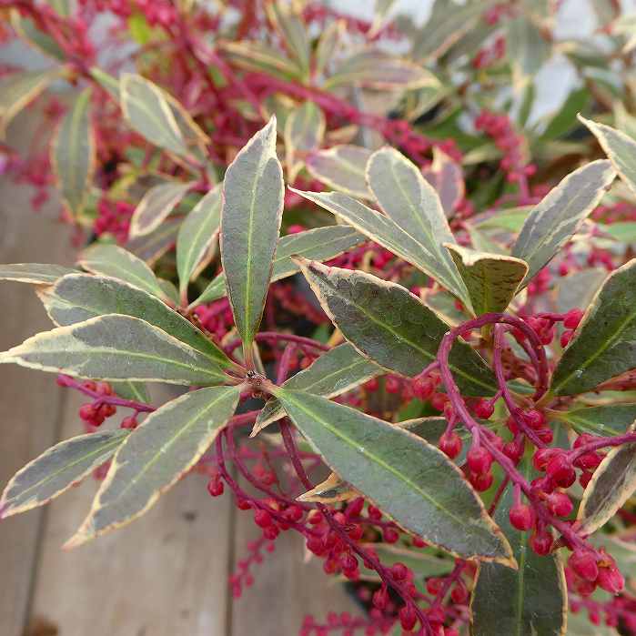 楽天市場】斑入りアセビ フレミングシルバー 4.5号苗(d04) : 千草園芸