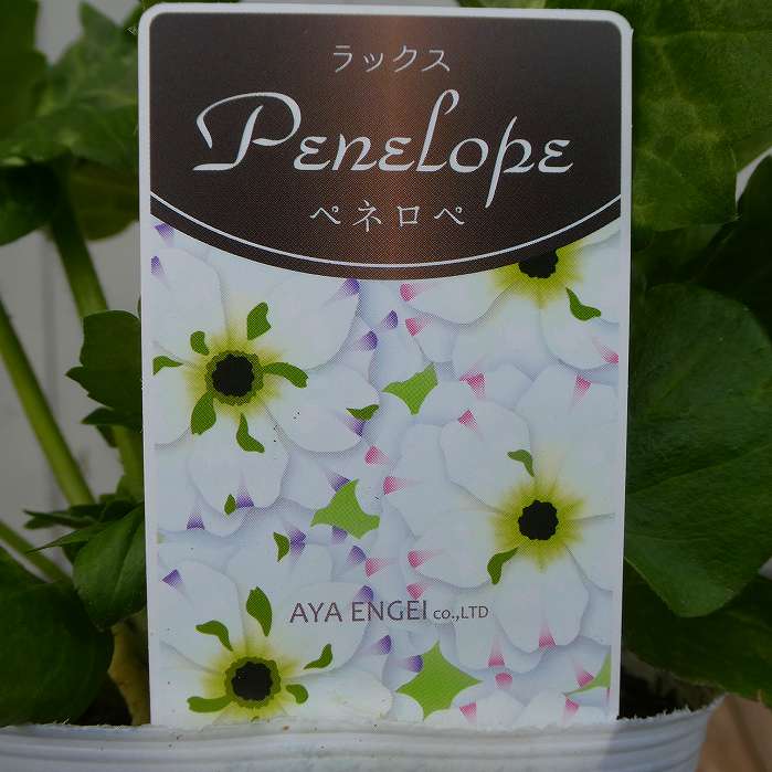 楽天市場】花苗 ラナンキュラス ラックス エウロペ 4号ポット 苗 耐寒