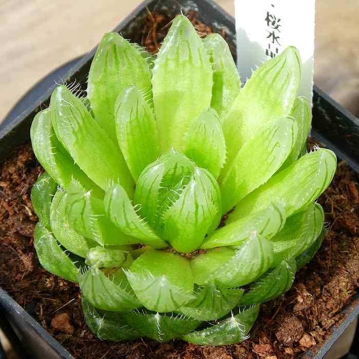 楽天市場】多肉植物 チョコレート錦 2.5号サイズ 苗 タニクショクブツ