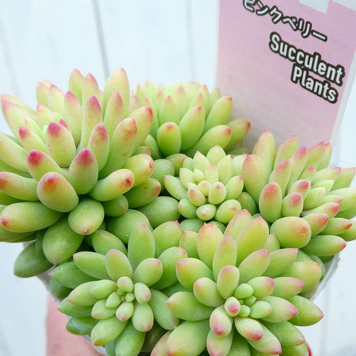 楽天市場】多肉植物 チョコレート錦 2.5号サイズ 苗 タニクショクブツ