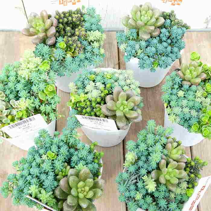 楽天市場】多肉植物 caアデニウム ソマレンセ 多肉植物 アデニウム 3号