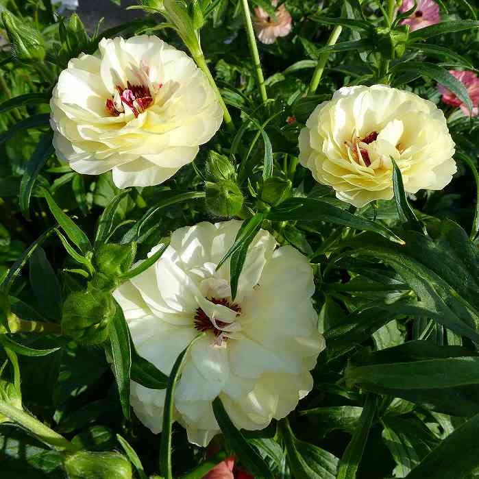 楽天市場】花苗 ラナンキュラス ラックス エウロペ 4号ポット 苗 耐寒