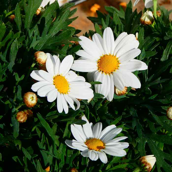 楽天市場】マーガレット 「スノーフレア」 3.5号ポット苗 : 千草園芸