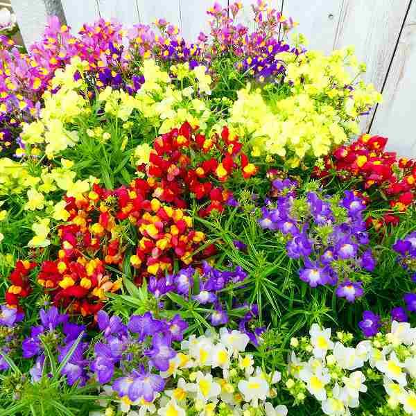 楽天市場】リナリア混色植え4号鉢植え♪小さな金魚のような花