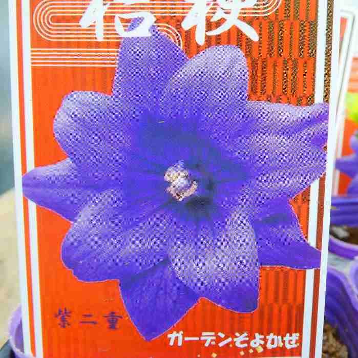 楽天市場】キキョウ 苗 小豆色 一重咲き 9cmポット 桔梗 切花
