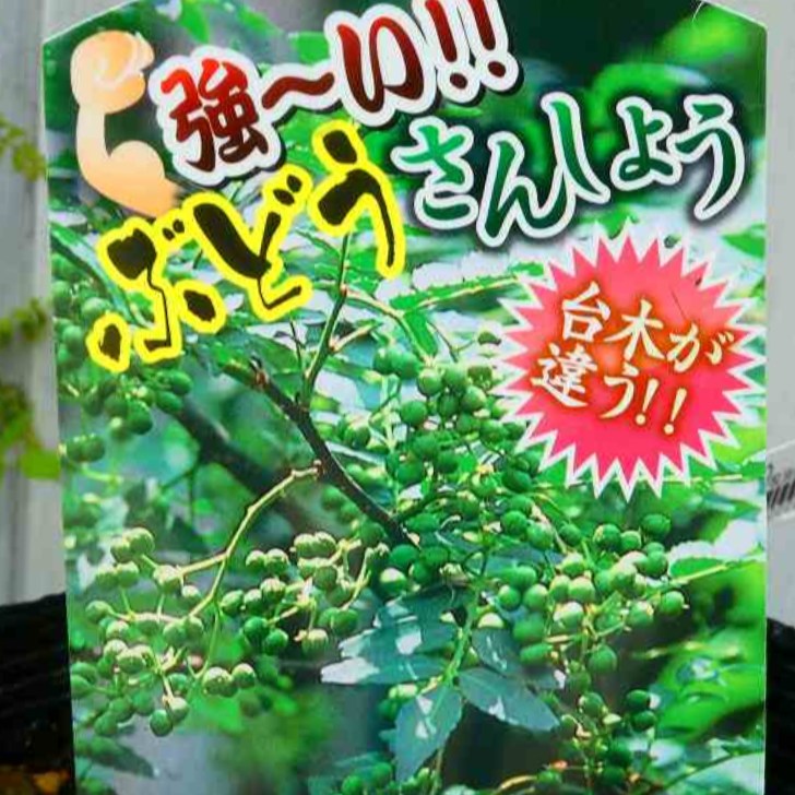 楽天市場】強い台木の山椒 ブドウ山椒 苗木 苗 実なり種 多収穫種 3.5