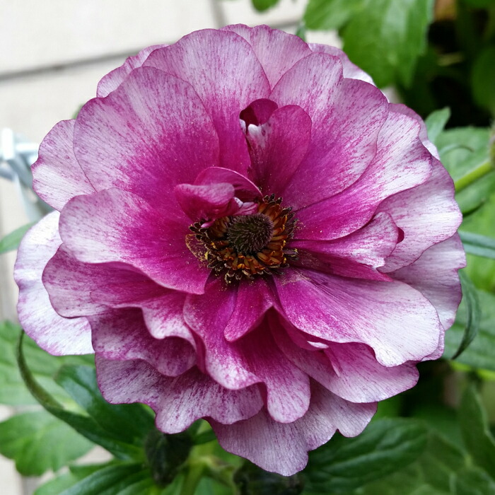 楽天市場】ラナンキュラス ラックス ティーバ 苗 4号ポット 耐寒性