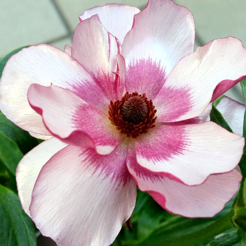 楽天市場】ラナンキュラス ラックス ハリオス 4号ポット 苗 耐寒性