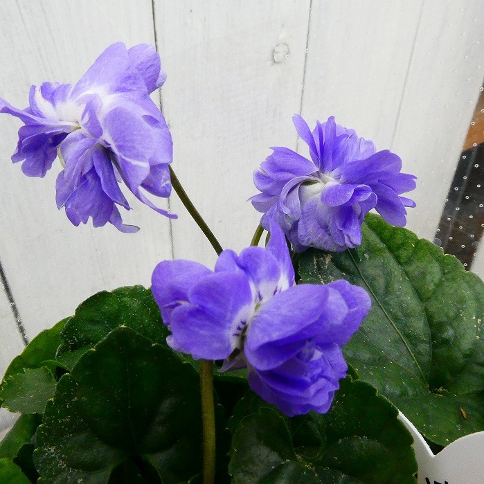 楽天市場】ニオイスミレ 3.5号 オーロラ 青花 鉢植え すみれ 八重咲き