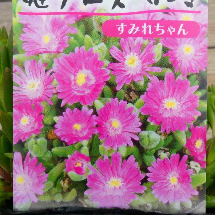 楽天市場 花苗 デロスペルマ すみれちゃん 耐寒松葉菊 ピンク花 3号ポット 多肉植物 グランドカバー 這性 苗 庭園 ガーデニング 0331 お花処 昌山園 楽天市場店