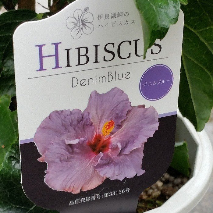 楽天市場 ハイビスカス デニムブルー 鉢植え 大輪種 青 紫 5号鉢 珍しい ハワイの花 夏の花 0525 お花処 昌山園 楽天市場店