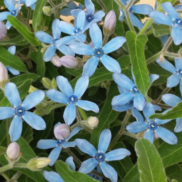 楽天市場 花苗 ブルースター オキシペタラム 3 5号 花苗 花壇苗 青花 夏の花 0706 お花処 昌山園 楽天市場店