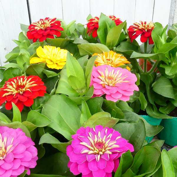 楽天市場 花苗 ジニア プレシオーサ 3色花色お任せセット 百日草 苗 3 5号ポット 秋まで咲く 0611 お花処 昌山園 楽天市場店