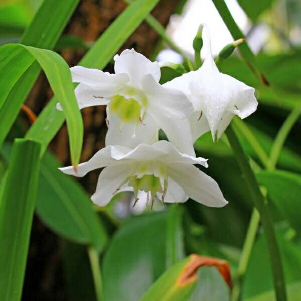 楽天市場 アマゾンリリー 5号ポット ユーチャリス 苗 白花 0617 お花処 昌山園 楽天市場店