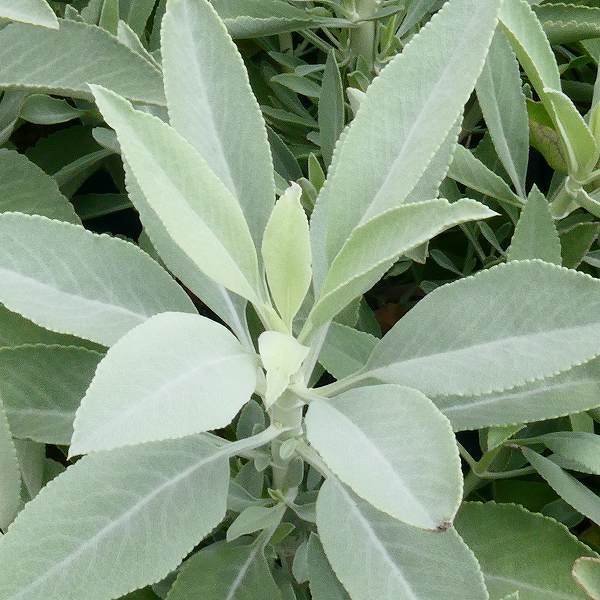 楽天市場 ホワイトセージ 苗 充実株 3 5号 セージ 浄化 ハーブ 0622 お花処 昌山園 楽天市場店