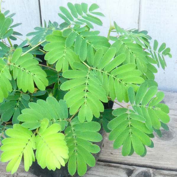 楽天市場 おじぎ草 3号 苗 オジギソウ 花壇苗 夏の花 花壇苗 0724 お花処 昌山園 楽天市場店