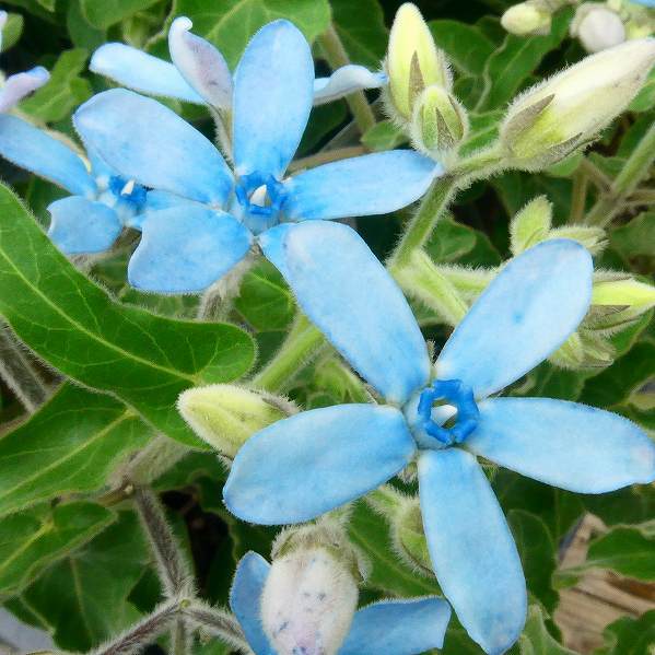 楽天市場 花苗 ブルースター オキシペタラム 3 5号 花苗 花壇苗 青花 夏の花 0706 お花処 昌山園 楽天市場店