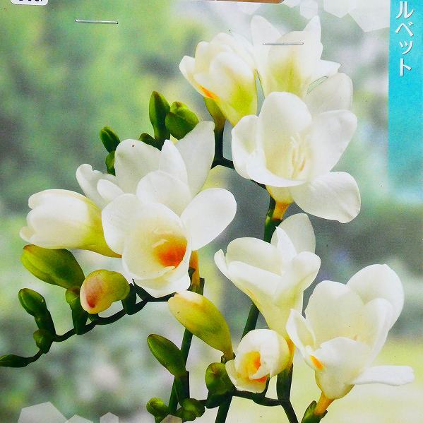 楽天市場 球根 フリージア コルベット 白花 5球 秋植え球根 切り花としても 第四種配送 01 お花処 昌山園 楽天市場店