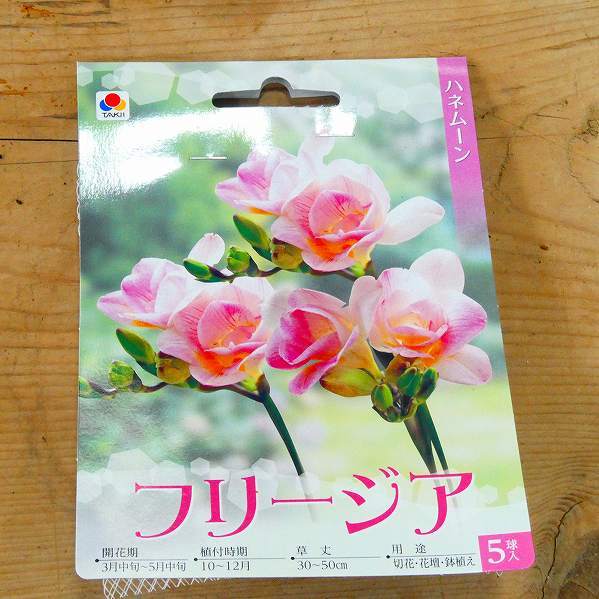 楽天市場 球根 フリージア ハネムーン 5球 八重咲き ピンク 秋植え球根 切り花としても 第四種配送 01 お花処 昌山園 楽天市場店