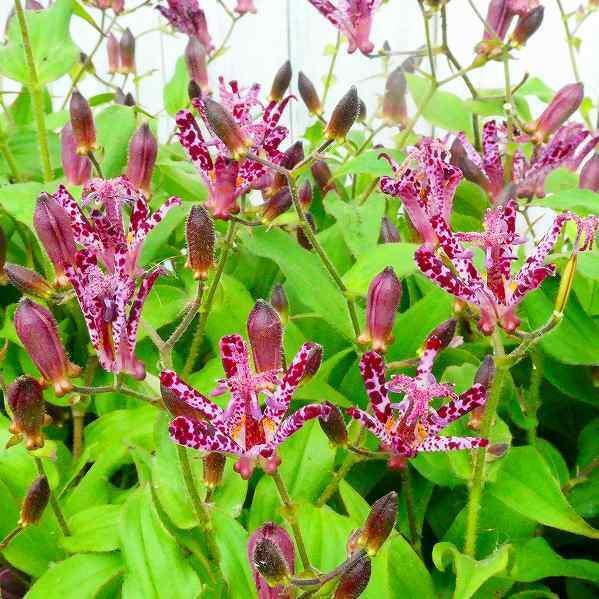 楽天市場】【ホトトギス属】ホトトギス（落葉株）9cmポット : 産直花だん屋