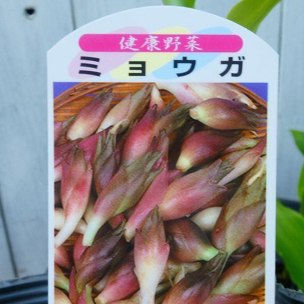 楽天市場】ミョウガ みょうが 苗 3.5号ポット ハーブ 野菜苗 耐寒性強