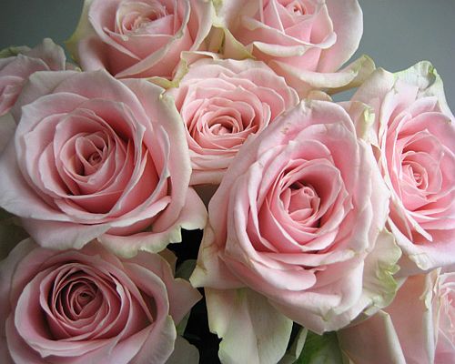 楽天市場 バラピンク スイートアバランチェなど 5本 切花 生け花 花材 ドライフラワーに最適 プリティ マーメイド