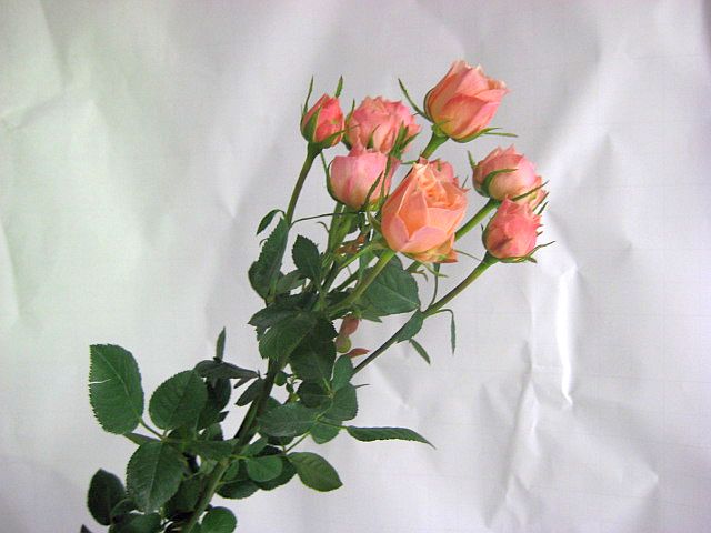 楽天市場 Spミニバラオレンジ S Oドット Oなど5本 切花 生け花 ハーバリウム花材 ドライフラワーに最適 プリティ マーメイド