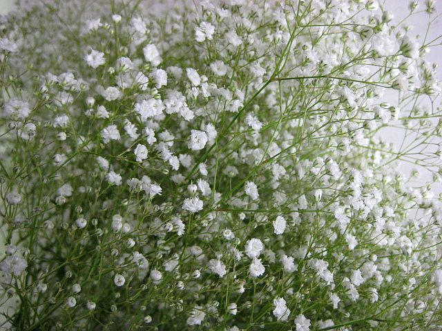 かすみ草 カスミソウ 5本 ドライフラワー ハーバリウム素材 ポラリスなど 切花 最適 生け花 花材 ｌ 絶品 ポラリスなど