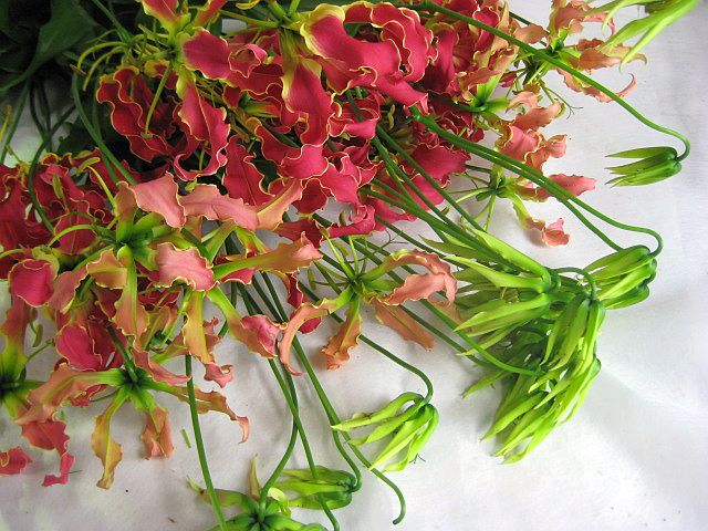 切り花 グロリオサ (ミサトレッドなど5本 切花 生花 生け花 花材 送料無料