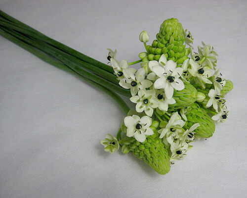 楽天市場 オーニソガラム サンデルシーなど 5本 切花 生け花 花材 プリティ マーメイド