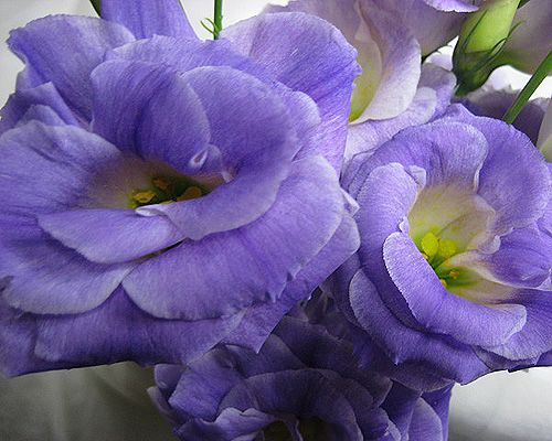 トルコヤエ 薄いムラサキ系 5本 切花 切り花 生け花 花材 トルコ桔梗 現品
