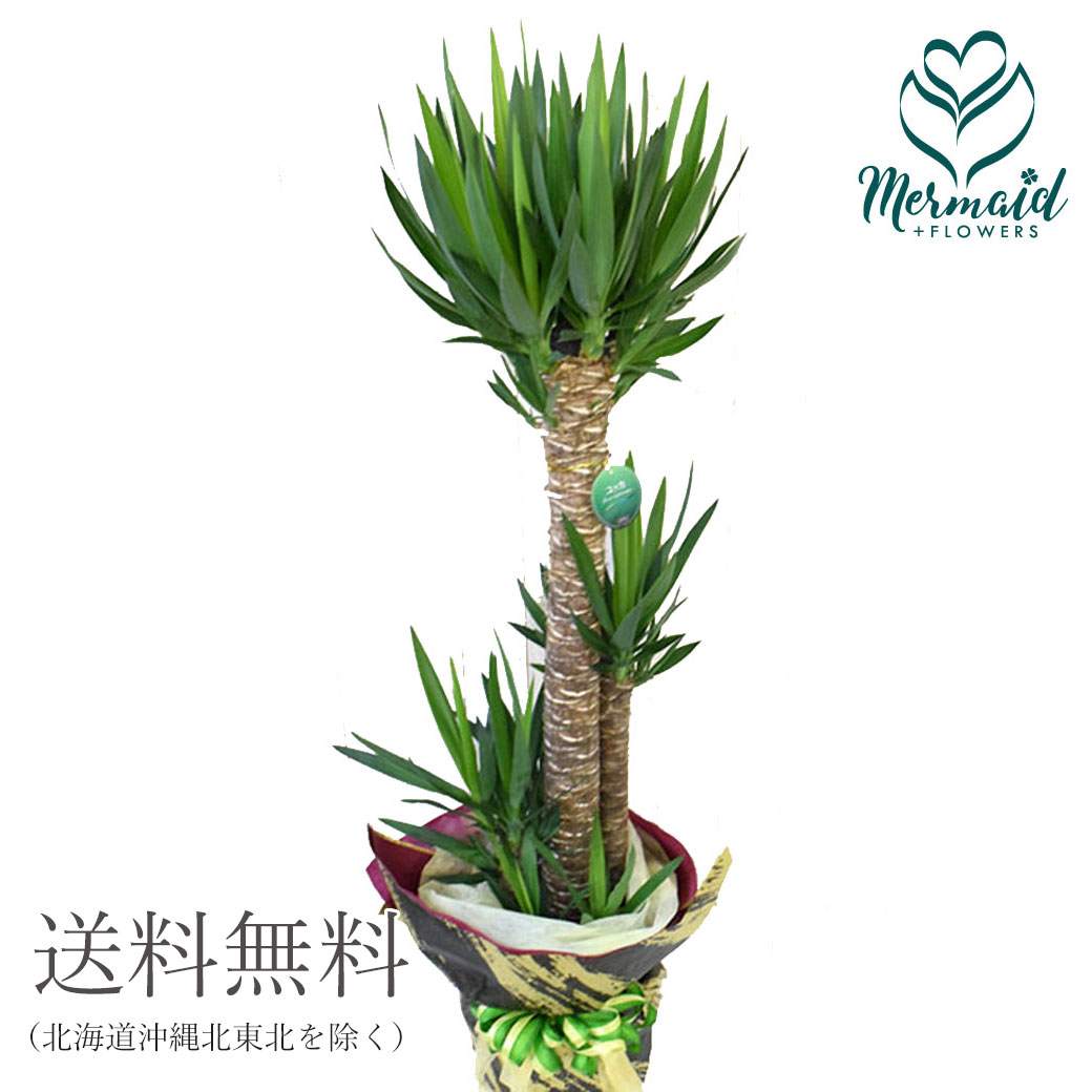 楽天市場 大型便配送 観葉植物 インテリア 大型 ユッカ 開店祝い 新築祝い ギフト プレゼント 西海岸 男前 ジオメトリック ホームリー 送料無料 ギフト プレゼントプレゼント 誕生日父の日 結婚記念日 結婚 祝い プリティ マーメイド