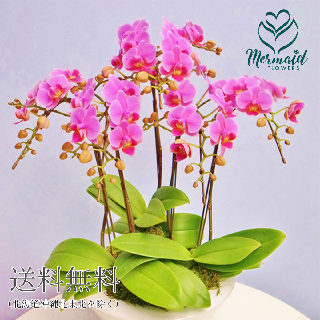 高い素材 5本立ち 新築祝い お礼 結婚祝い ギフト 誕生日プレゼント 花 胡蝶蘭 古稀 喜寿 長寿 米寿 還暦 就任祝い 昇進祝い 栄転祝い 送料無料 白平鉢入りミディ胡蝶蘭 同梱不可商品 産地直送 Shirohirahachi Kochoran Mamanminimaliste Com